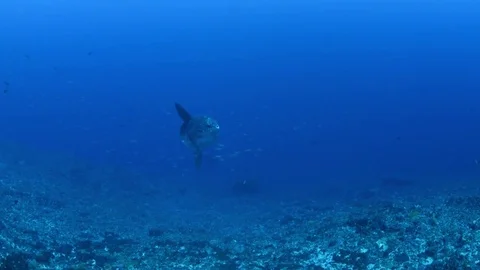 A Sunfish Being Cleaned Stock Footage 81063866