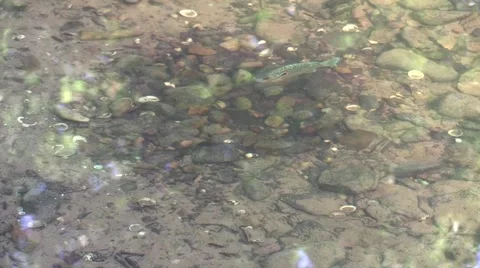 Sunfish closeup guarding nest in river gravell zoom in Stock Footage 65602333