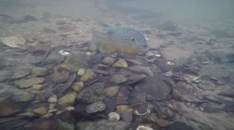 Sunfish closeup guarding nest in river gravel bed Stock Footage 65616488
