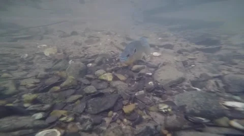 Sunfish closeup under water river bed Stock Footage 65605675