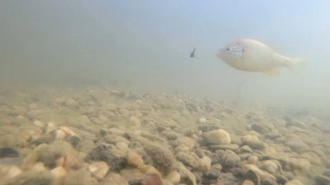 Sunfish fish eats tadpole in muddy lake water. Underwater shot. Stock Footage 88952762