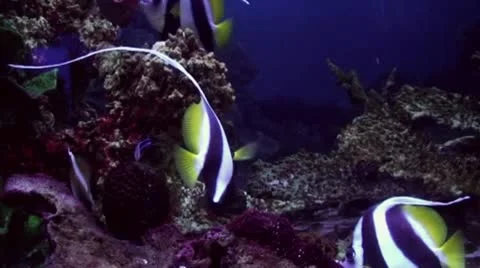 Sunfish Видео 8913666