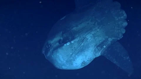 Sunfish Stock Footage 249357740