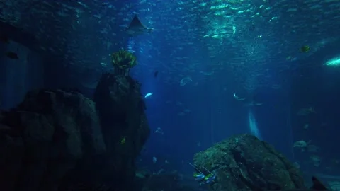 Sunfish or common mola and a  school of fish underwater. Stock Footage 134836215