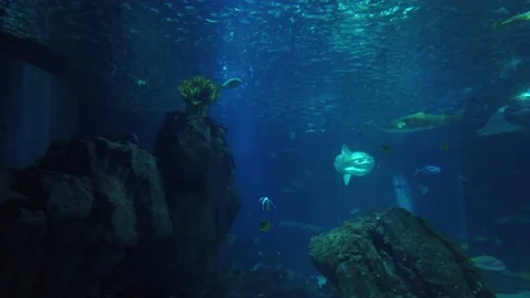 Sunfish or common mola and a  school of fish underwater. Stock Footage 134836256