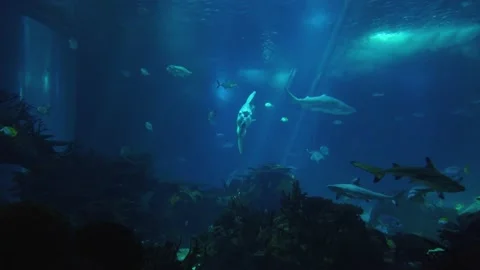 Sunfish or common mola and a  school of fish underwater. Stock Footage 134836273