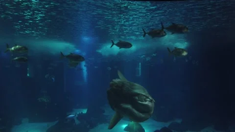 Sunfish or common mola and a  school of fish underwater. Stock Footage 134836554