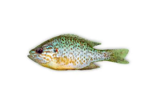 Sunfish Stock Photos