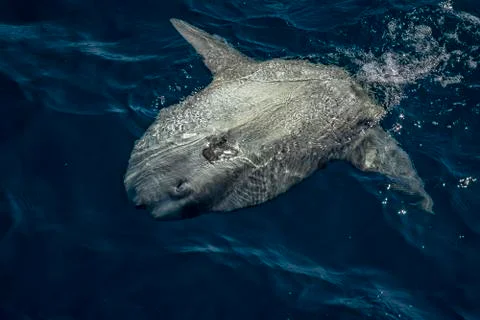 Sunfish on sea surface while eating jellyfish Stock Photos