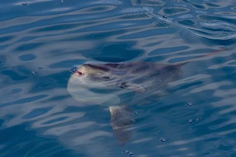 Sunfish on sea surface while eating jellyfish Stock Photos