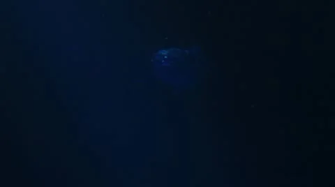 Sunfish underwater Stock-Footage 8852589