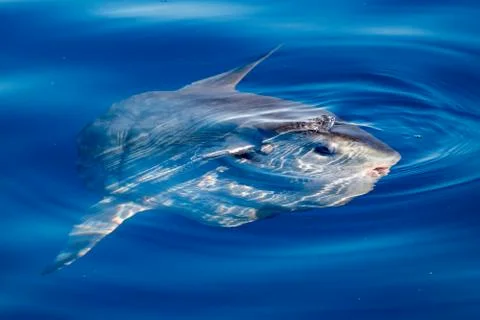 Sunfish underwater while eating jellyfish velella Stock Photos