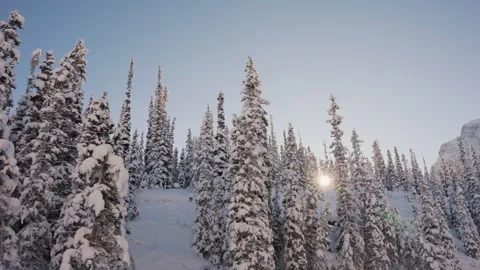 Sunflare and Moutain Backdrop with Snow Covered Trees Passing In Front 4K Stock Footage 263277791