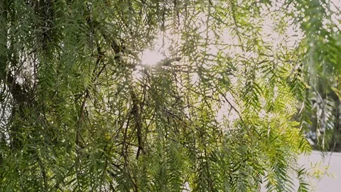 Sunflare behind peppertree Stock Footage 94096971