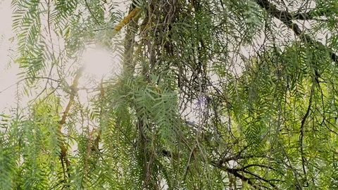 Sunflare behind peppertree 動画素材 94096983