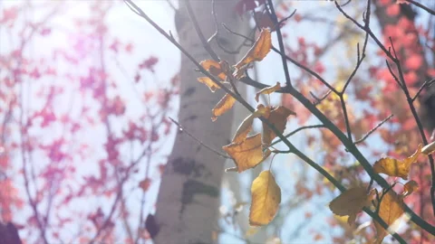 Sunflare between fall leaves in Park City, Utah. Video stock 221223779