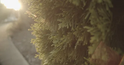 Sunflare on Bush 2 Video stock 116343257