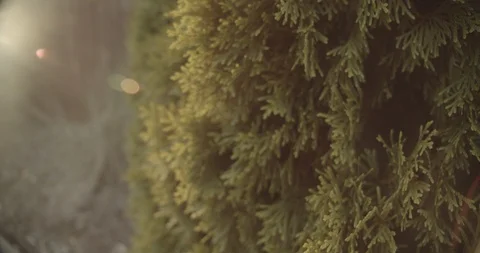 Sunflare on Bush 3 Video stock 116342913