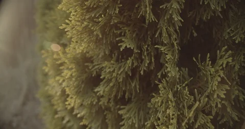 Sunflare on Bush Video stock 116345825