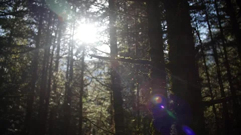 Sunflare in the forest 14 Stock Footage 167071694