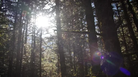 Sunflare in the forest 15 Stock Footage 167071704