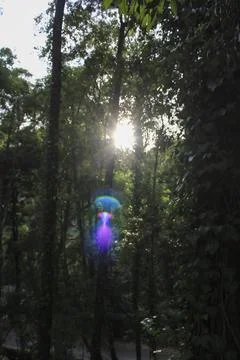 Sunflare in the forest Stock Photos