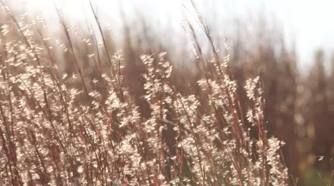 Sunflare Grass Stock Footage 45656478