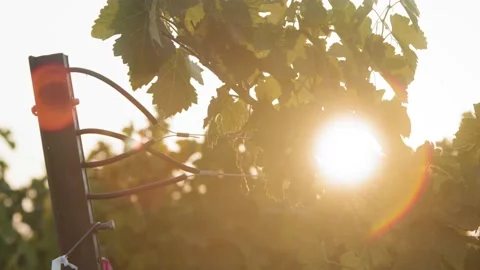 Sunflare through grape vines Stock Footage