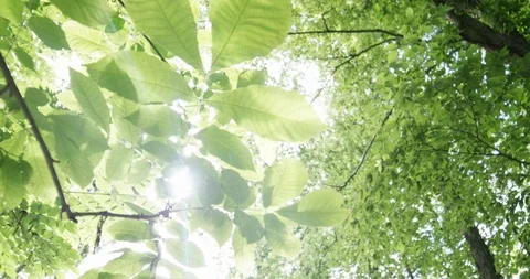 Sunflare through leaves close up RED 4K.R3D slowmotion pan Stock Footage 103069439