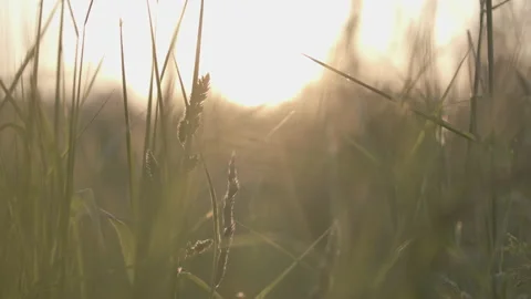 Sunflare through Tall Grass Stock Footage 132265606