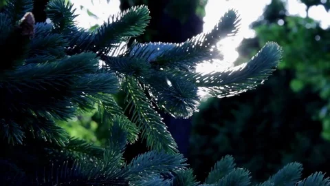 Sunflare through a tree Stock Footage 98678657