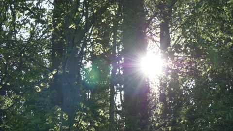 Sunflare through Trees Morning Stock Footage 130255708