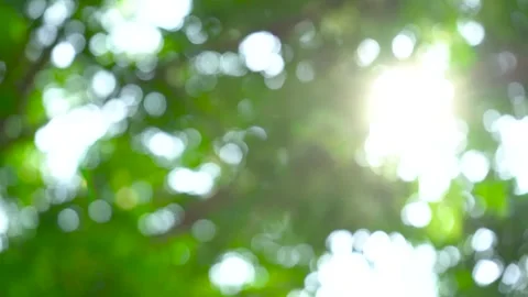 Sunflare with tree leaf Stock Footage 236530307
