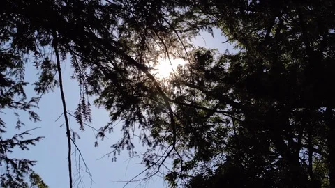 Sunflare In Trees Stock-Footage 73836847