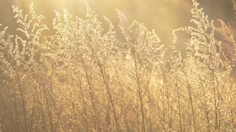 Sunflares as Camera Moves Across Plants in 4k Stock Footage 154872364