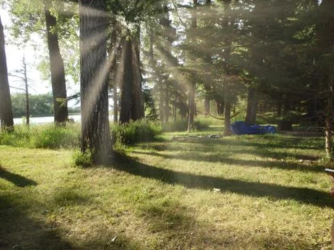Sunflares in a forest at summer Stock Photos