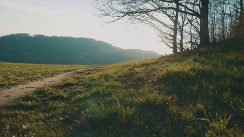 Sunflares Peaking through Tree at Sunset | Golden Hour | HD Stock Footage 88479103