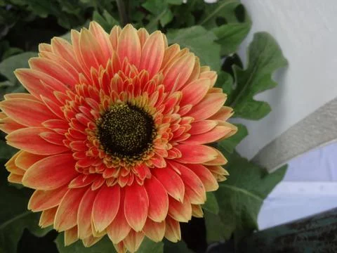 Sunfloer like chrysanthemum Foto stock