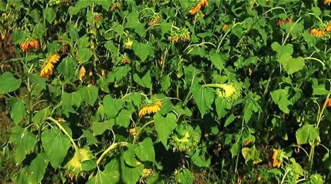 Sunflower 01.mp4 Video stock 8977289