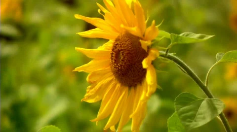 Sunflower 1 Stock Footage 512003