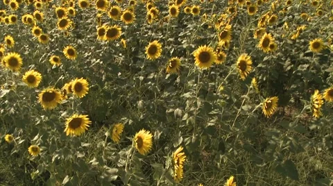 Sunflower 1 動画素材 8510272