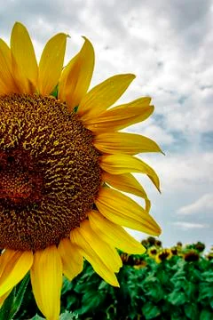Sunflower 1 Stock Photos