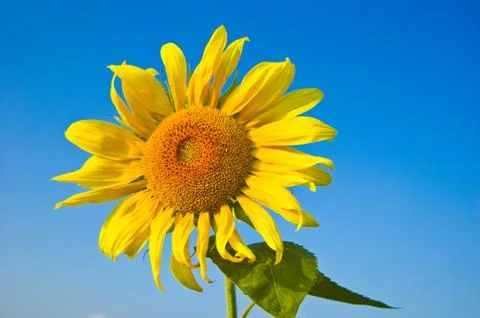 Sunflower 1 Stock Photos