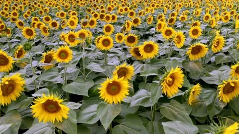 Sunflower 1 re Flying Over A Sunflower Field Moving Across A Field Of Sunflowers Stock Footage 158728762