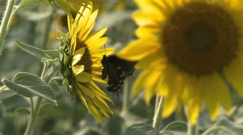 Sunflower 10 Stock Footage 8510291