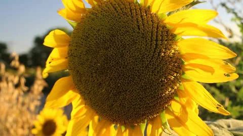 Sunflower 10 Video stock 25103869