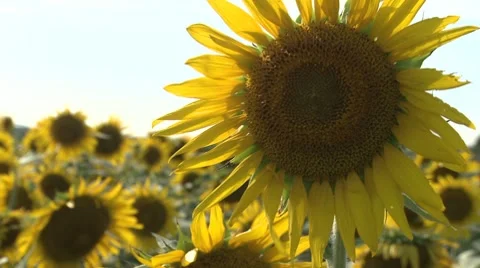 Sunflower 11 Video stock 8510246
