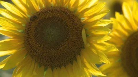 Sunflower 12 스톡 동영상 8510289