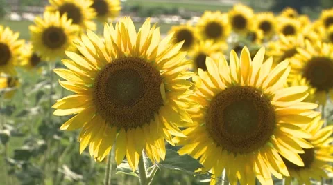 Sunflower 13 Video stock 8510240