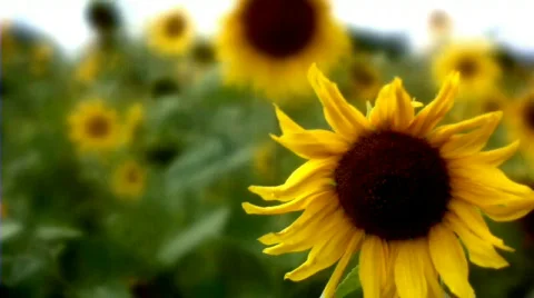 Sunflower 2 Stock Footage 512005